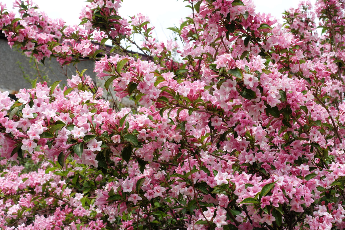 50 semillas de flores de arbusto Weigela de Florida