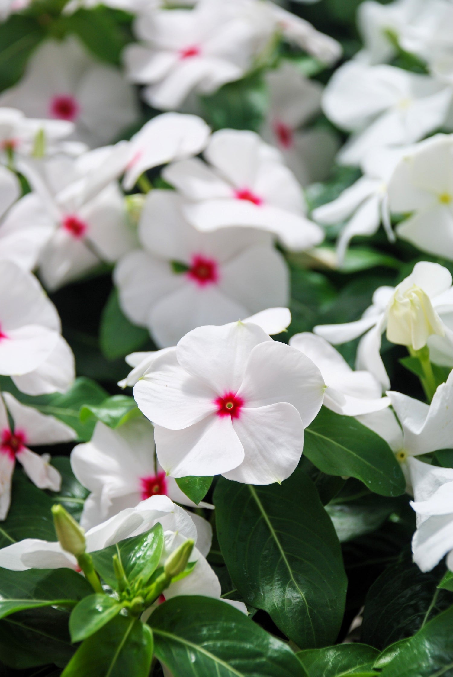 100 semillas de flores enanas blancas y rosadas de Vinca Rosea de ojos brillantes
