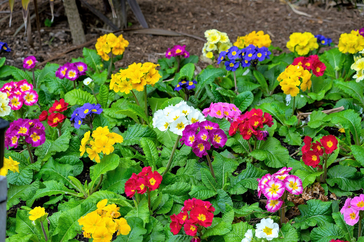 50 semillas de flores de primavera inglesa mixtas (Primula vulgaris acaulis), planta de interior de sombra