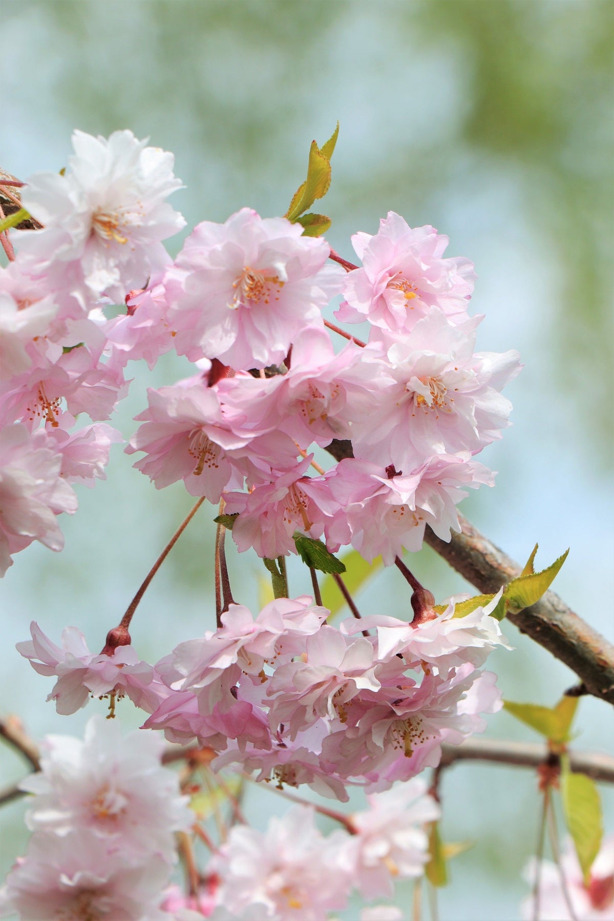 10 semillas de cerezo japonés de montaña (Prunus serrulata spontanea), árbol frutal rojo con flores rosas y blancas