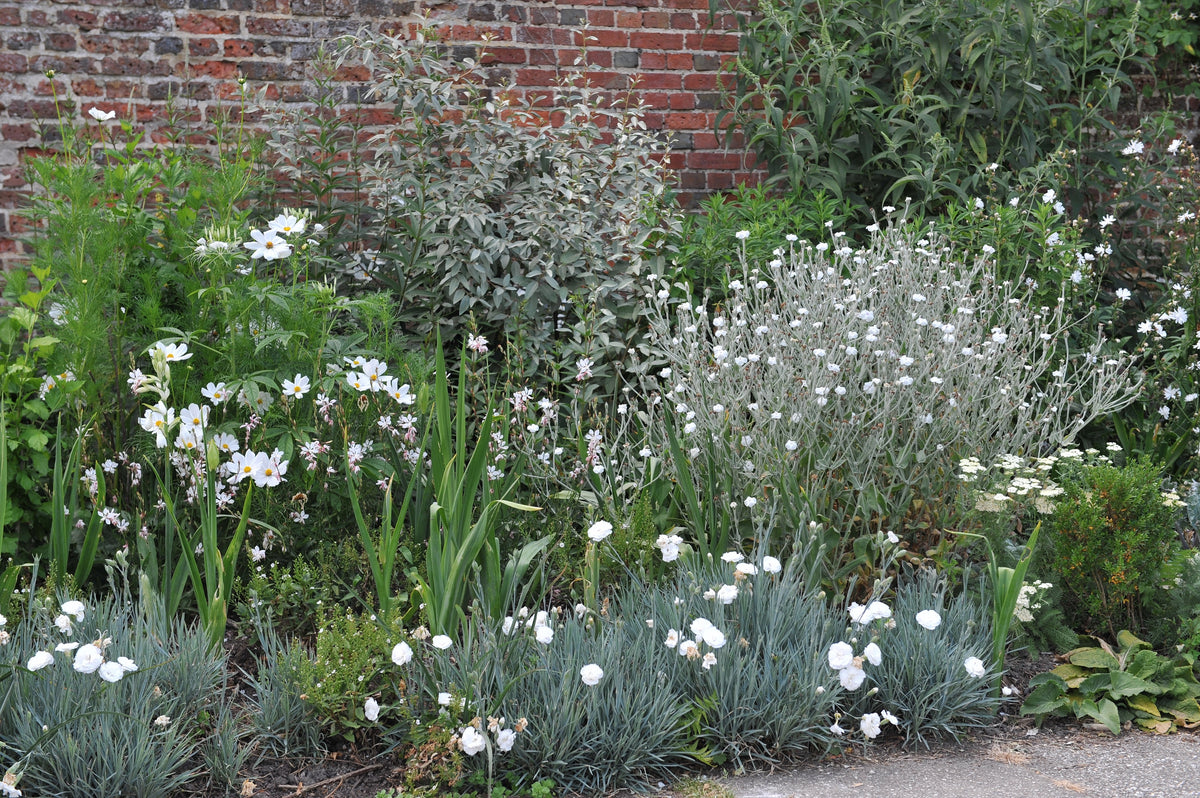 50 semillas de flores de LYCHNIS BLANCO Coronaria Alba (White Rose Collegiate / Evening Lychnis / Silene / White Cockle)
