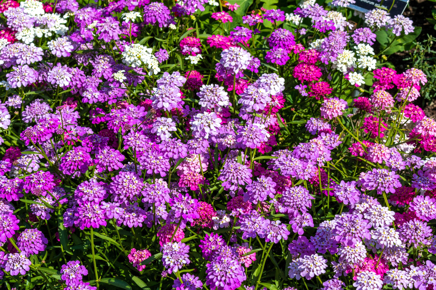 2000 semillas de flores cubresuelos de colores mixtos de Iberis Umbellata TALL MIX CANDYTUFT