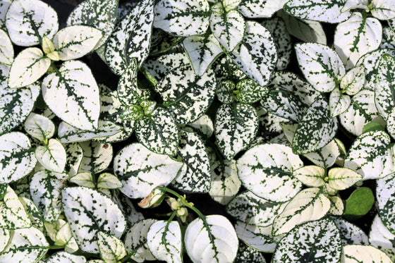 10 semillas de planta de interior Hypoestes Phyllostachya enana de lunares blancos Splash Select