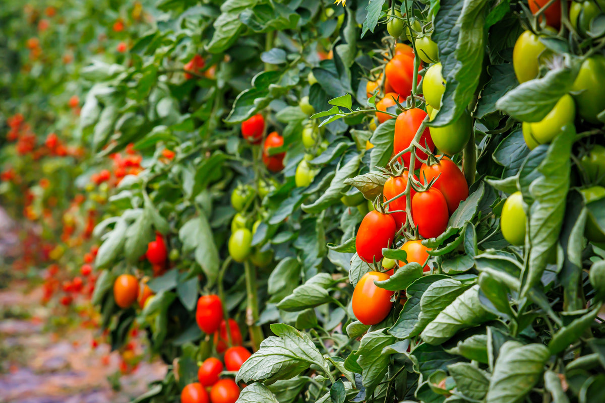 50 semillas orgánicas de tomate en pasta AMISH, tipo Roma, Lycopersicon, fruta y verdura.