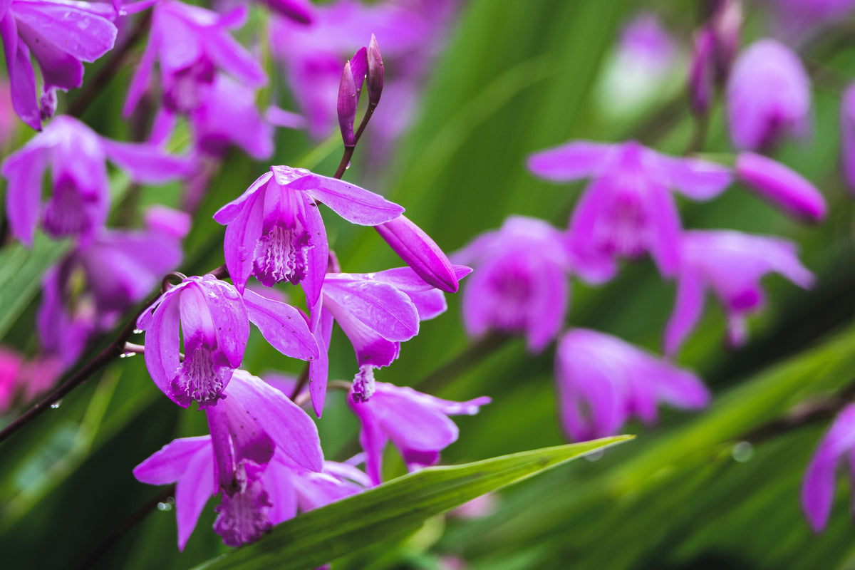 50 semillas resistentes de orquídea terrestre china Bletilla Striata, flores moradas