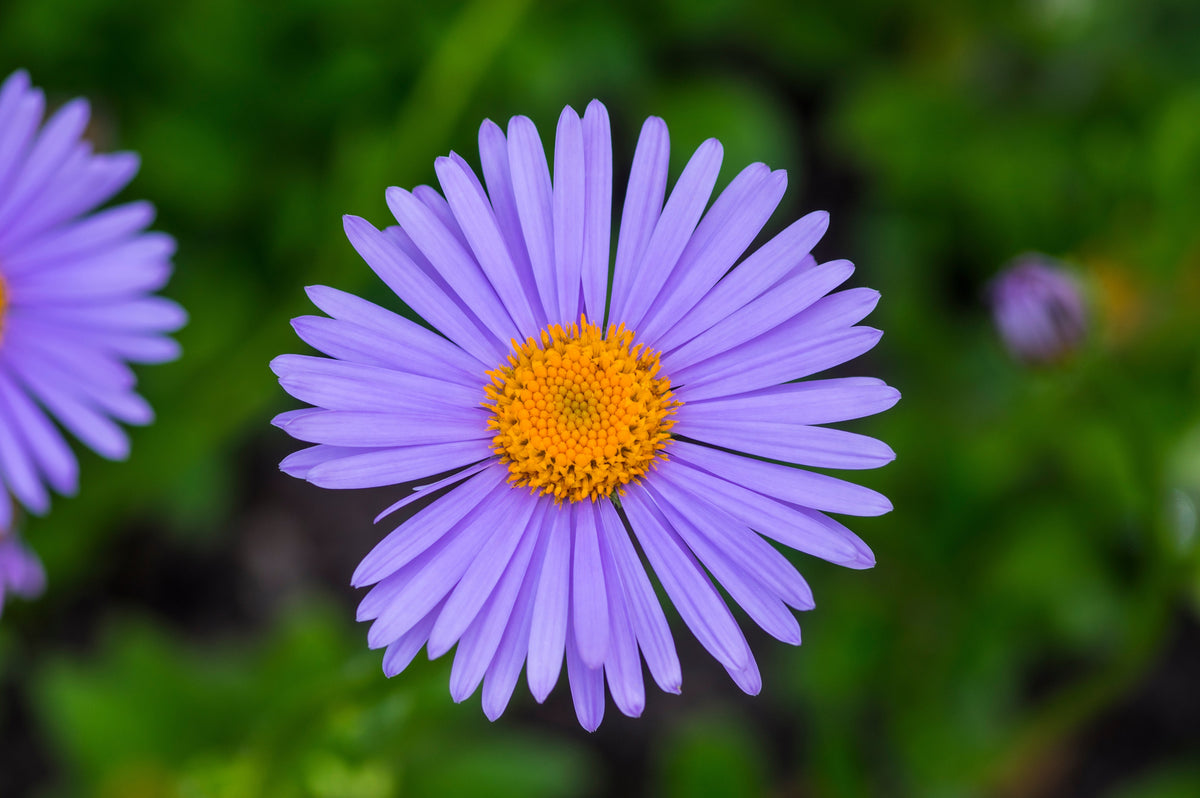 50 semillas de flores de aster Tongolensis de las Indias Orientales azules