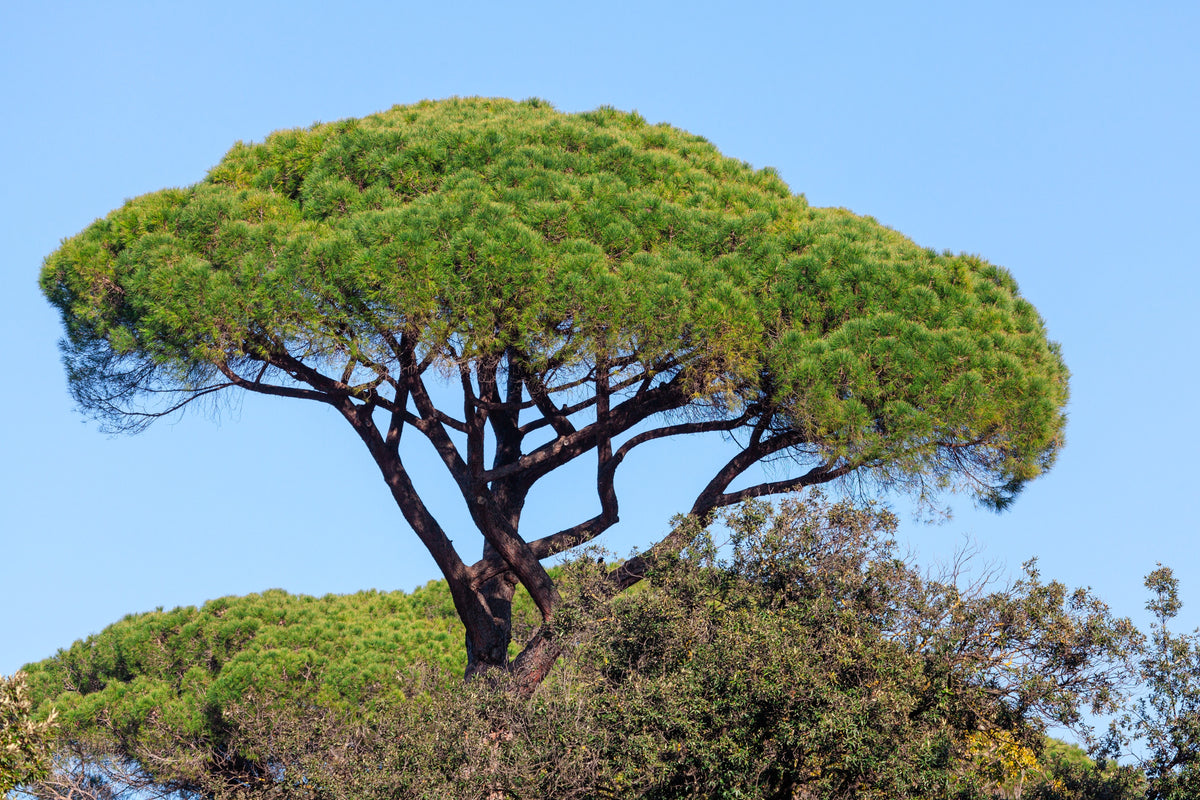 5 semillas de pino piñonero italiano (Pinus pinea)
