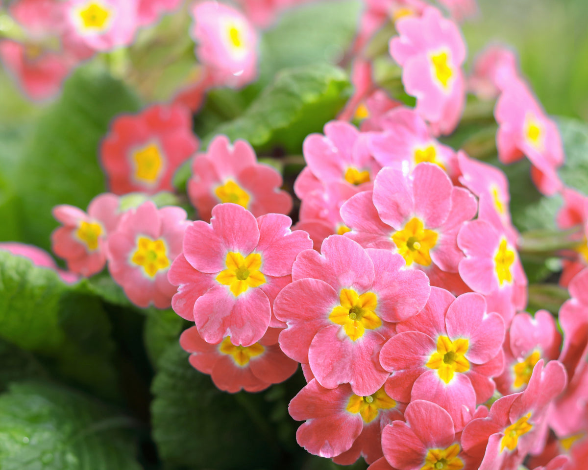 50 semillas de flores de primavera inglesa mixtas (Primula vulgaris acaulis), planta de interior de sombra