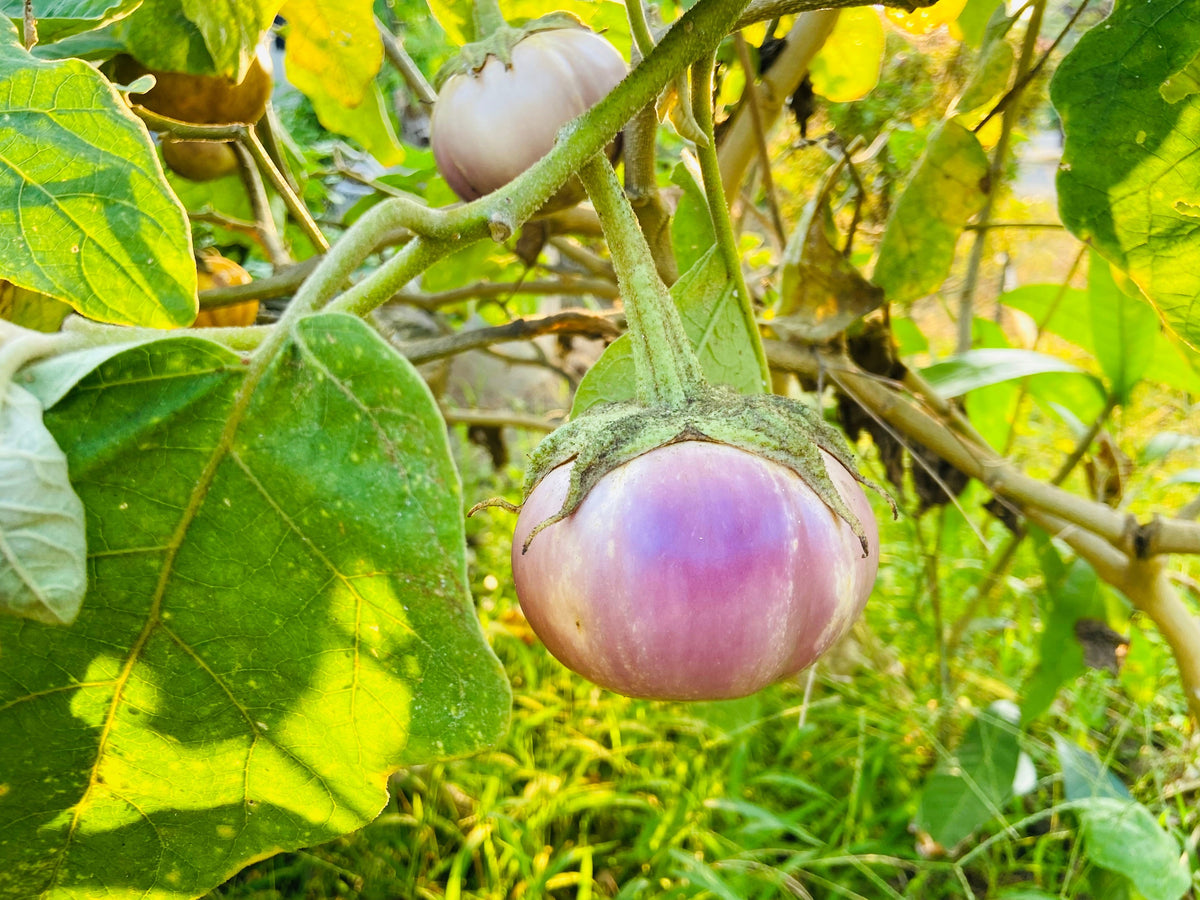 50 semillas orgánicas italianas de berenjena rosa blanca Solanum melongena esculentum