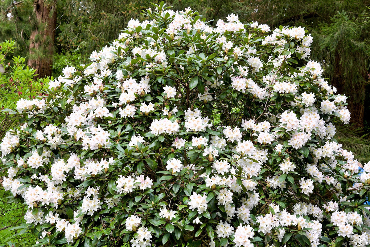 50 HÍBRIDOS MIXTOS DE RODODENDRO spp. Colores variados: rojo, rosa, morado, blanco, amarillo y naranja. Florece al sol o a la sombra. Semillas de arbusto.