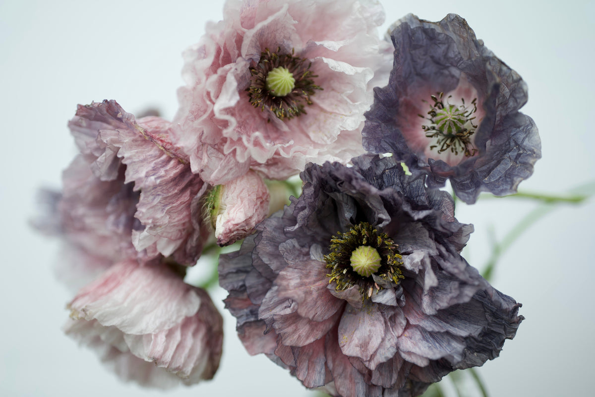 50 semillas orgánicas de amapola gris increíble, Papaver rhoeas, flores de color gris plateado