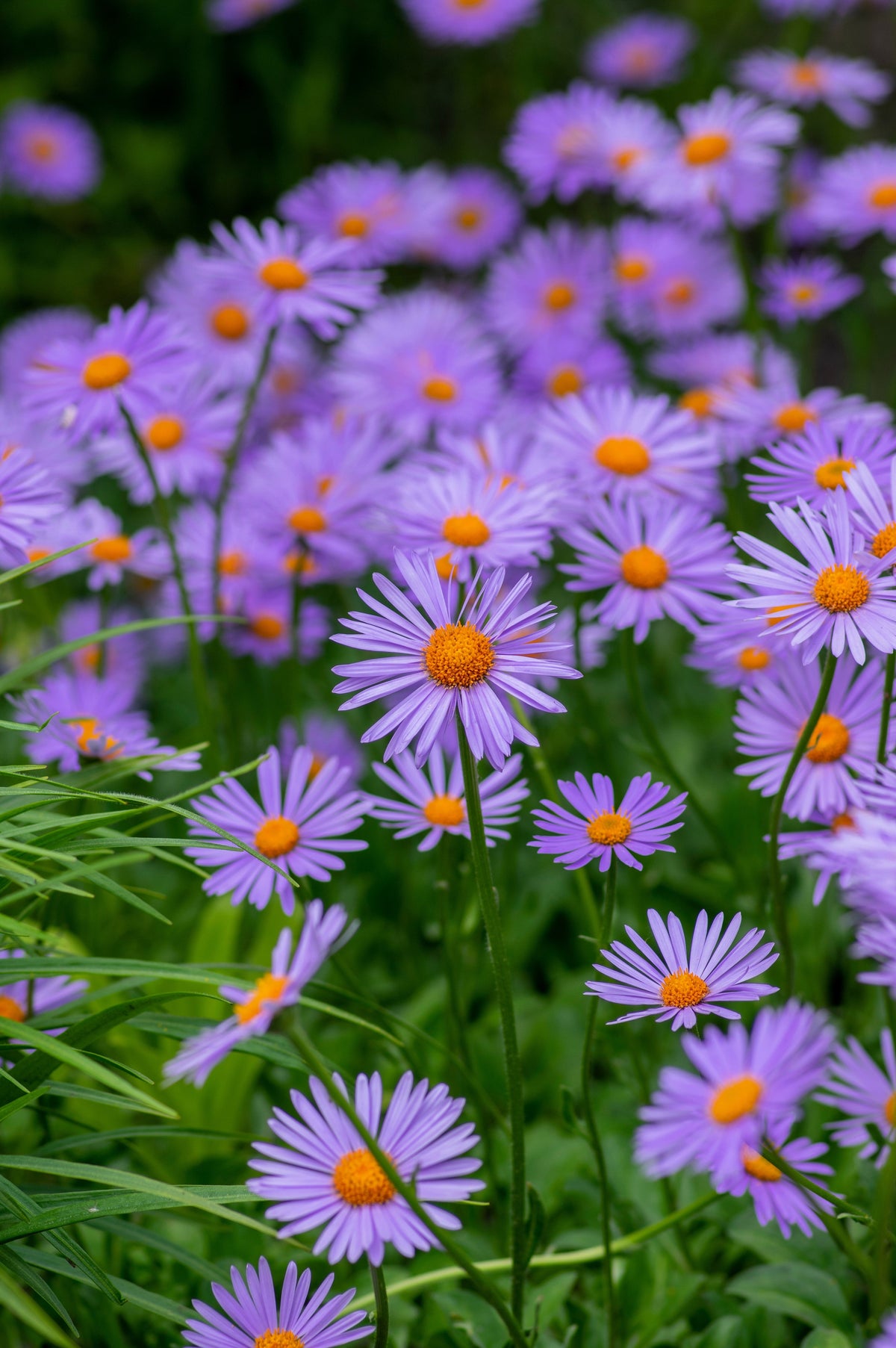 50 semillas de flores de aster Tongolensis de las Indias Orientales azules