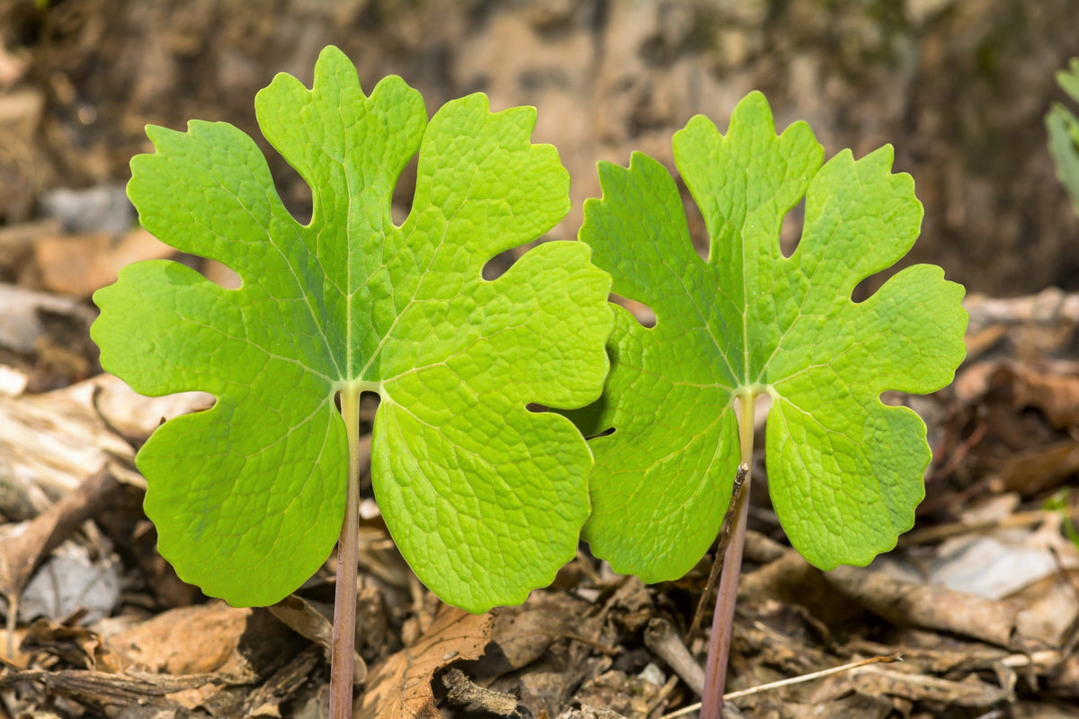 10 semillas de Sanguinaria canadensis, flor de cobertura del suelo de sombra blanca
