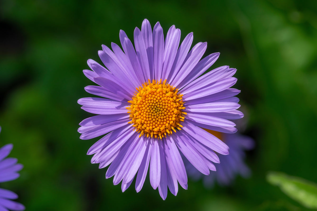 50 semillas de flores de aster Tongolensis de las Indias Orientales azules