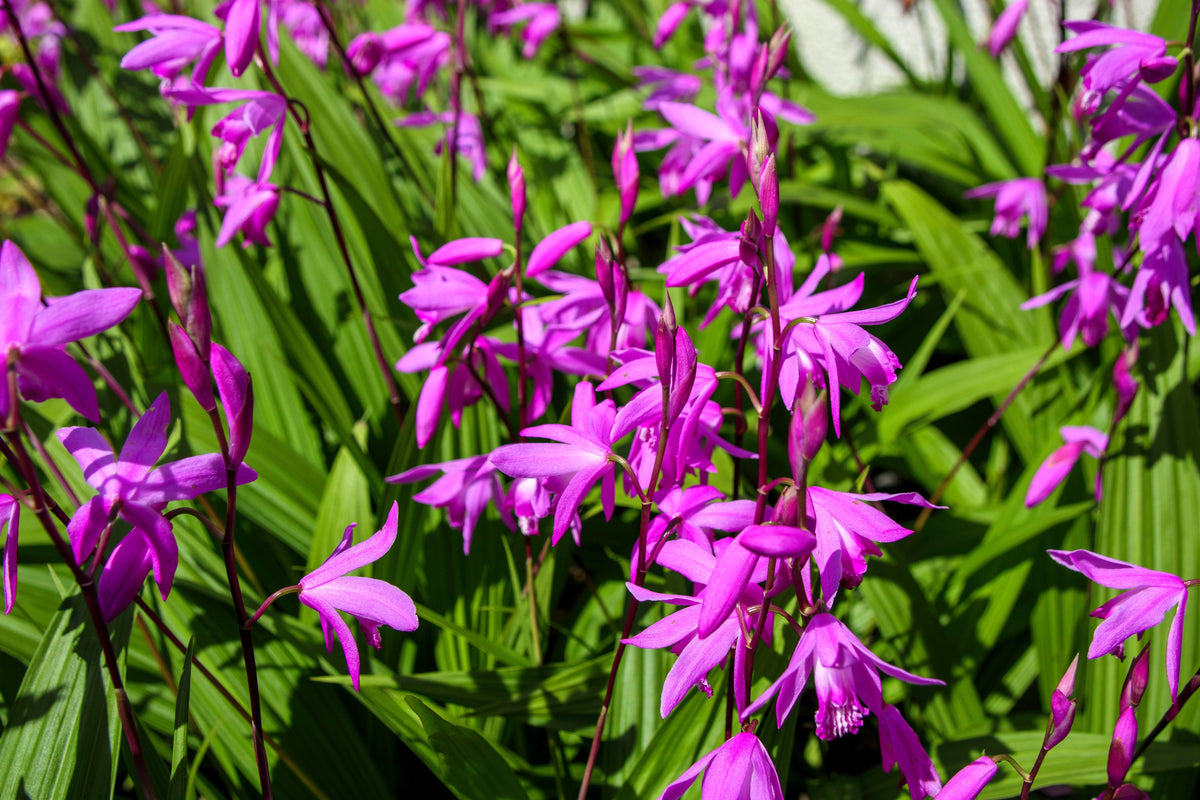 50 semillas resistentes de orquídea terrestre china Bletilla Striata, flores moradas