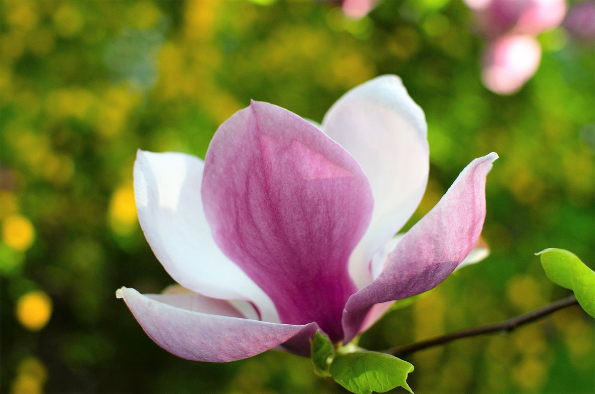 5 semillas de tulipán de flor rosa y blanca de 5 a 10 pulgadas (magnolia de platillo x Soulangeana Denudata y Liliiflora)