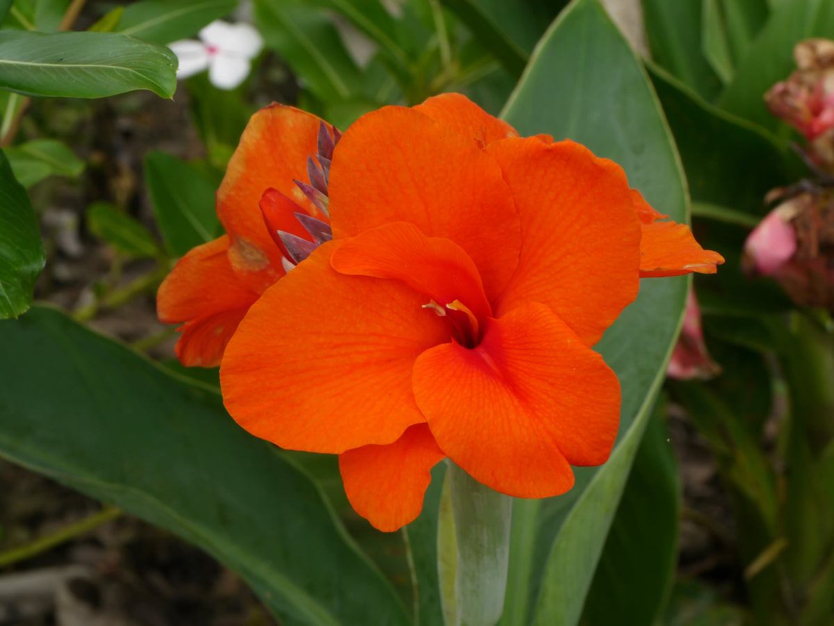 5 semillas de flores de Canna Indica, arrurruz indio, lirio de canna naranja