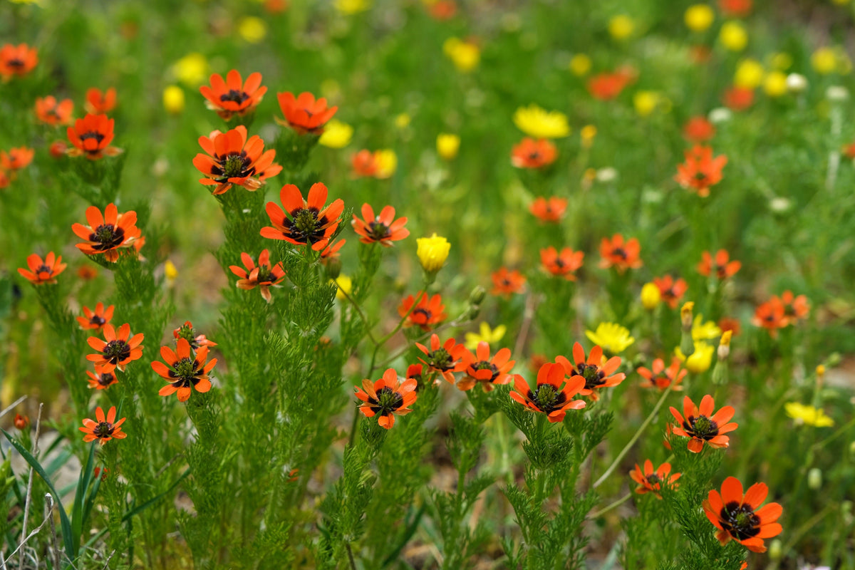 10 semillas de Adonis Aestivalis, flores rojas y negras, ojo de faisán de Adonis