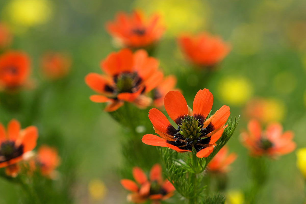 10 semillas de Adonis Aestivalis, flores rojas y negras, ojo de faisán de Adonis