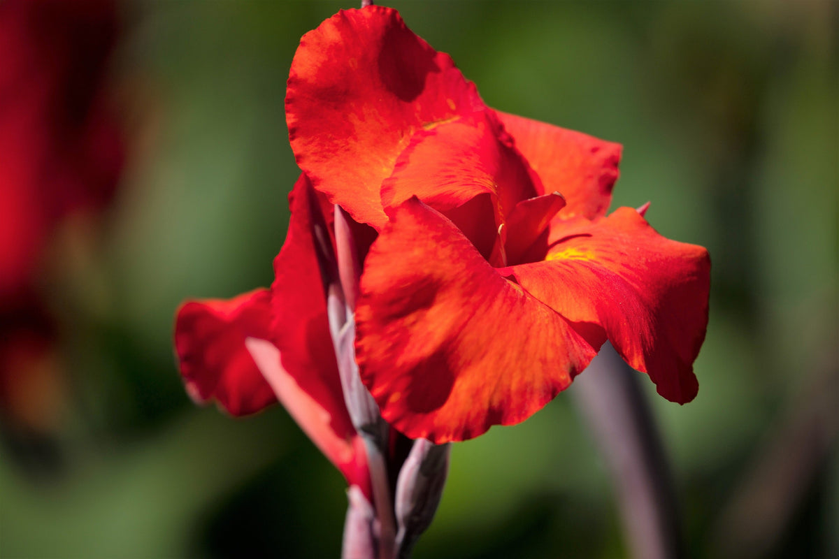 5 semillas de flores de Canna Indica de Indian Shot de lirio de canna rojo