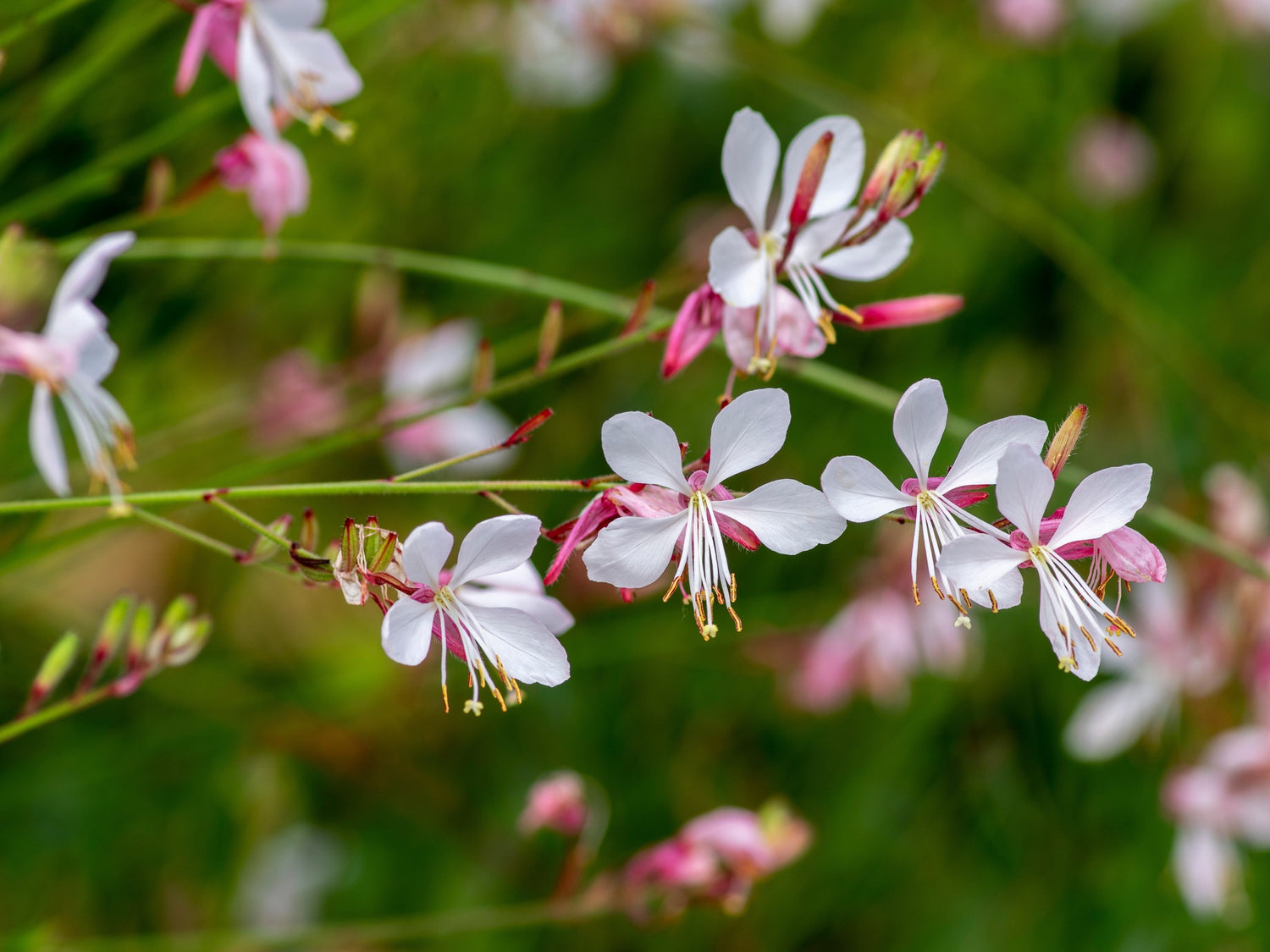 100 semillas de flores de Gaura Lindheimeri (mariposas giratorias de Gaura) blancas