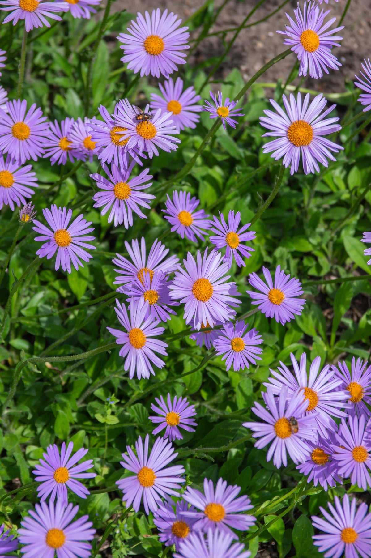 50 semillas de flores de aster Tongolensis de las Indias Orientales azules