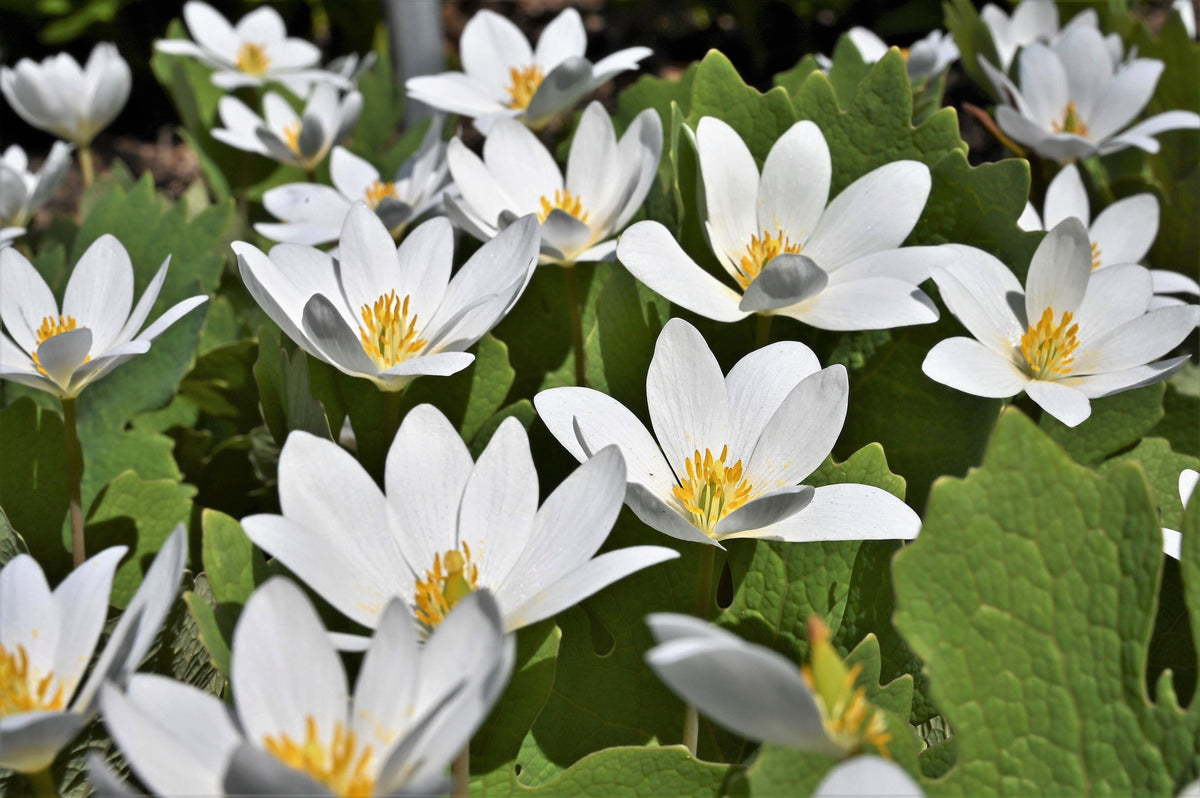 10 semillas de Sanguinaria canadensis, flor de cobertura del suelo de sombra blanca