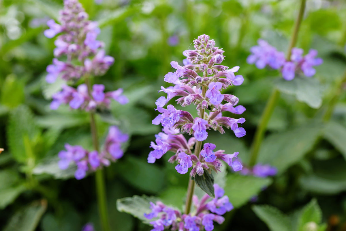 50 semillas de flores de Nepeta Racemosa (menta persa) Mussins