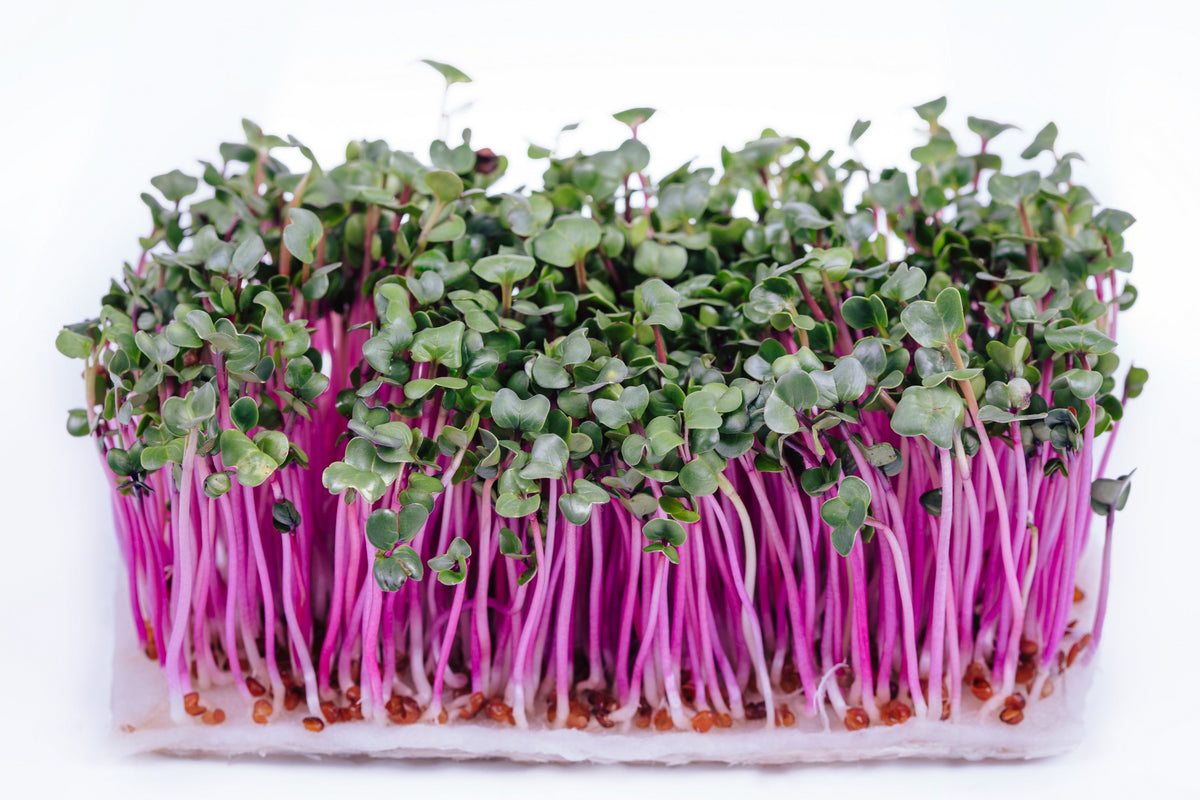100 semillas de rábano rosa chino (rábano chino de invierno) Raphanus sativus
