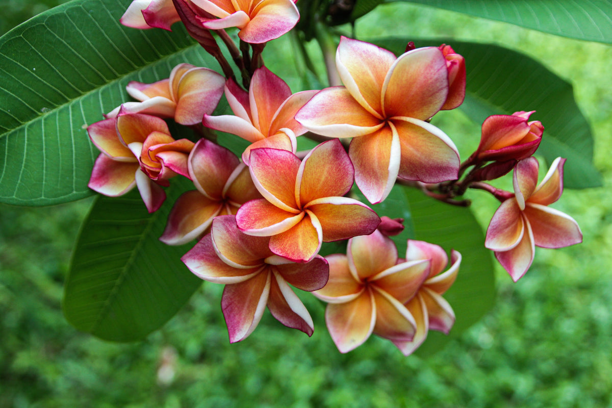 10 semillas de plumeria de colores variados - Lei Flower Frangipani Mix, arbusto fragante, árbol pequeño, rosa, rojo, amarillo, blanco, melocotón, dos tonos