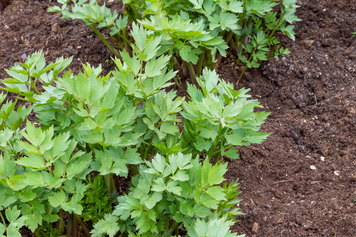 50 LOVAGE Levistucum Officinale - Flavor like celery & anise - Herb Flower Seeds