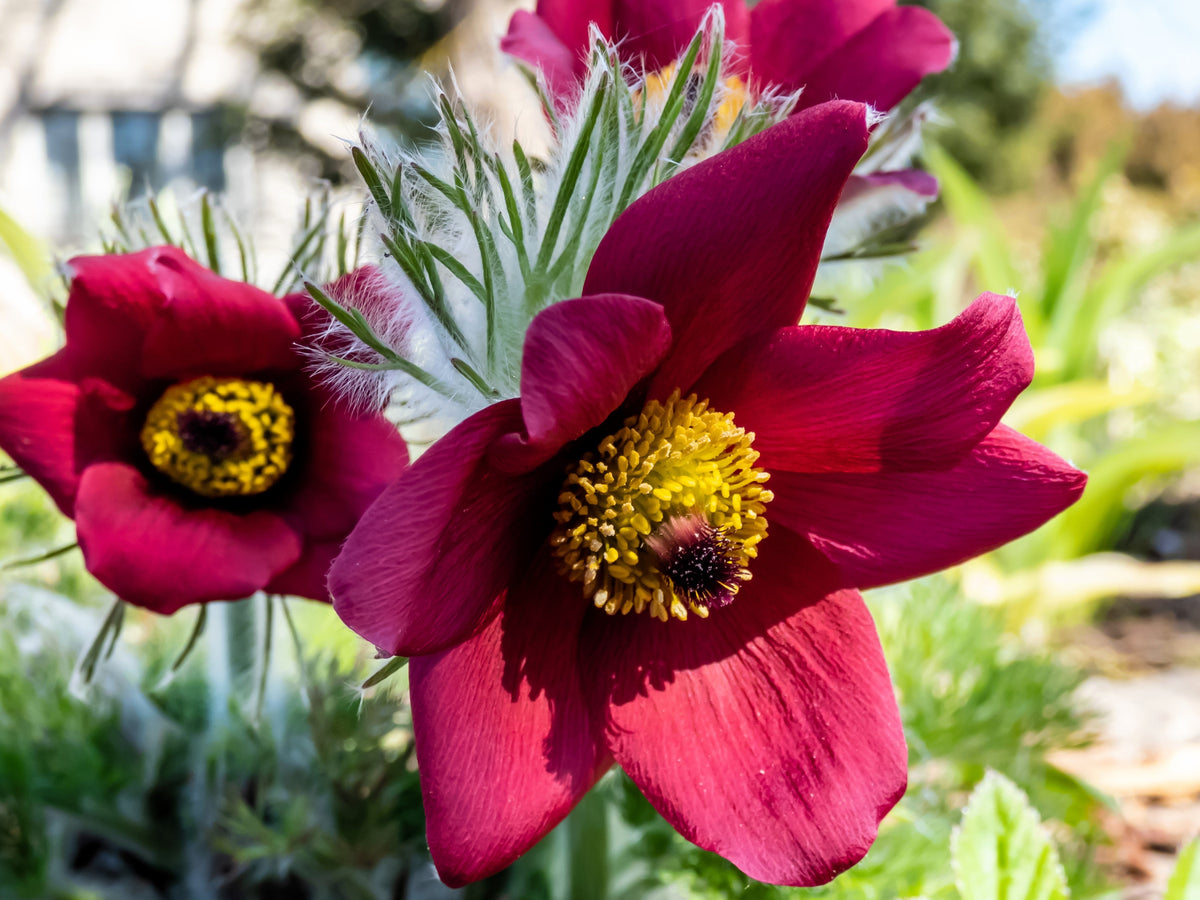 10 Semillas de Flores de ANÉMONA ROJA Pulsatilla Vulgaris PASQUE