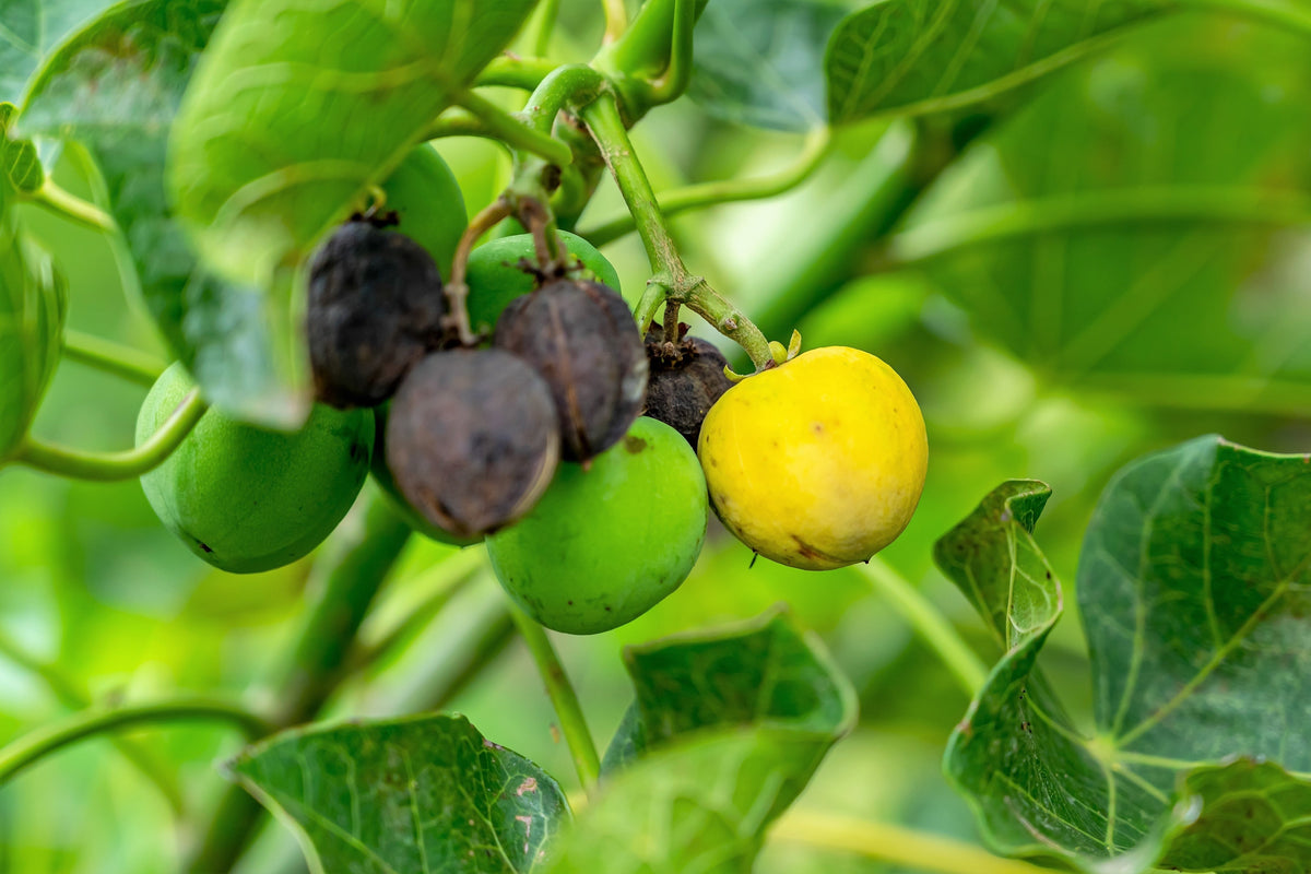 5 semillas de biodiésel del arbusto JATROPHA Curcas de Barbados Purging de PHYSIC NUT