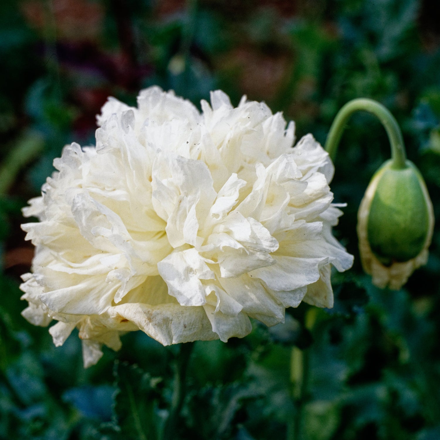 250 semillas de flor de amapola peonía nube blanca (Papaver peoniflorum)