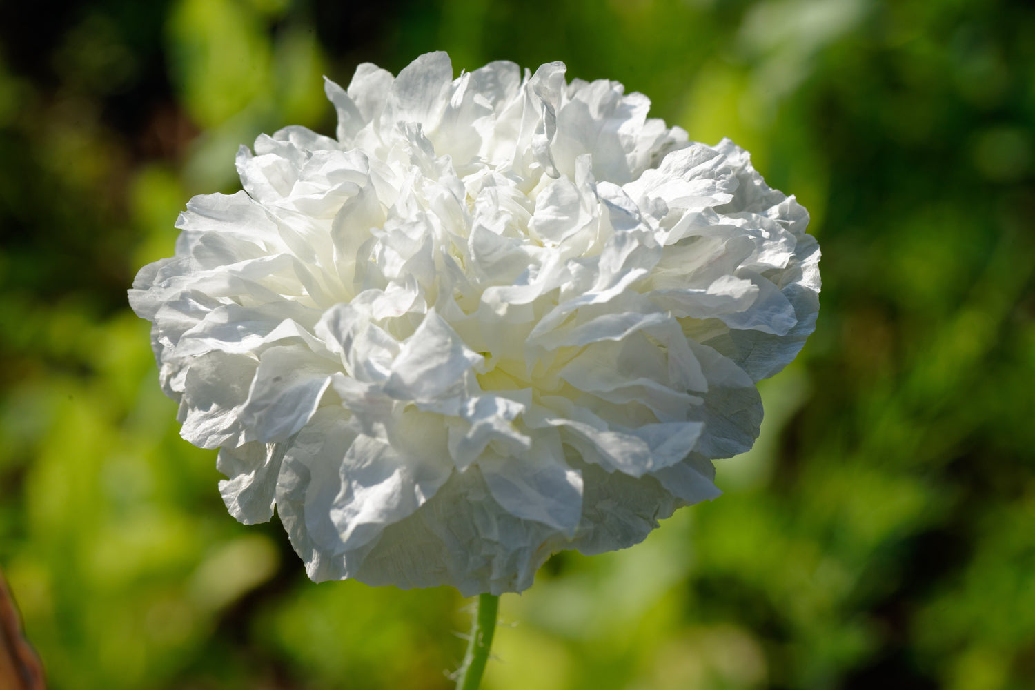 250 semillas de flor de amapola peonía nube blanca (Papaver peoniflorum)