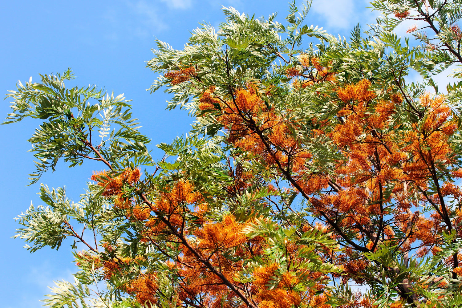 35 ROBLE SEDOSO Flor Naranja Roble Plateado del Sur Semillas Grevillea Robusta