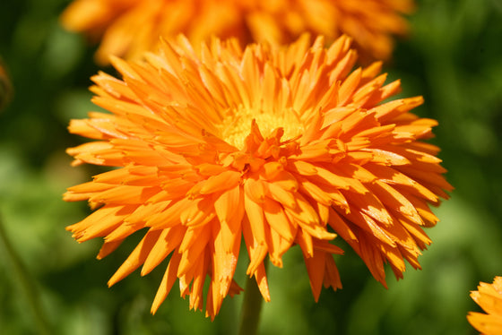 50 RADIO INGLES CALÉNDULA Caléndula Officinalis Semillas de flores en maceta naranjas y amarillas