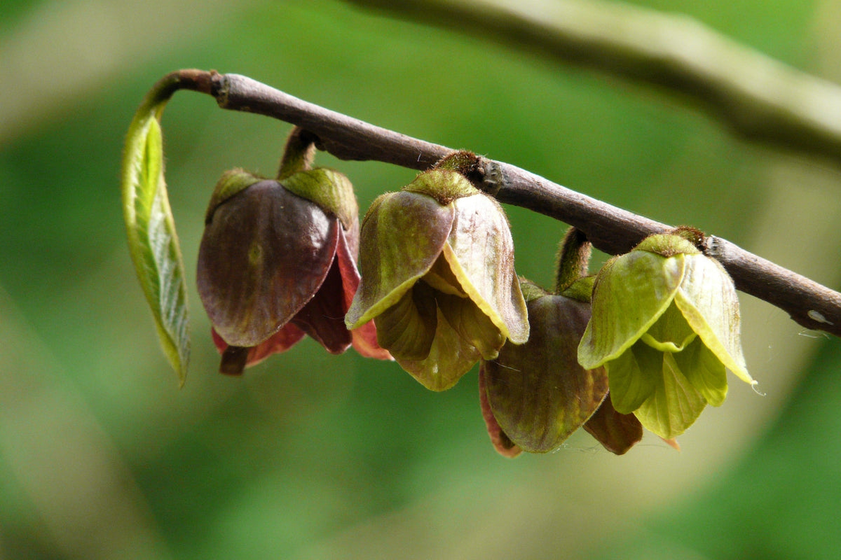 5 semillas de flores de Asimina Triloba, árbol frutal de papaya, plátano indio