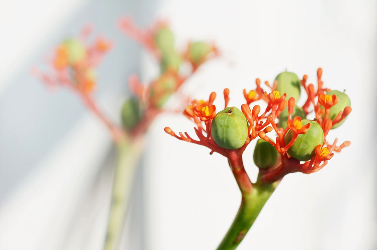 5 semillas de biodiésel del arbusto JATROPHA Curcas de Barbados Purging de PHYSIC NUT