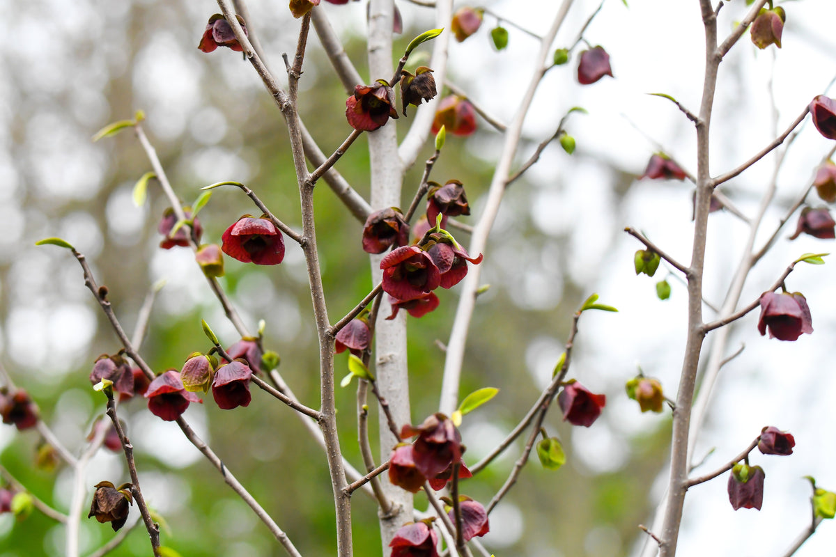 5 semillas de flores de Asimina Triloba, árbol frutal de papaya, plátano indio