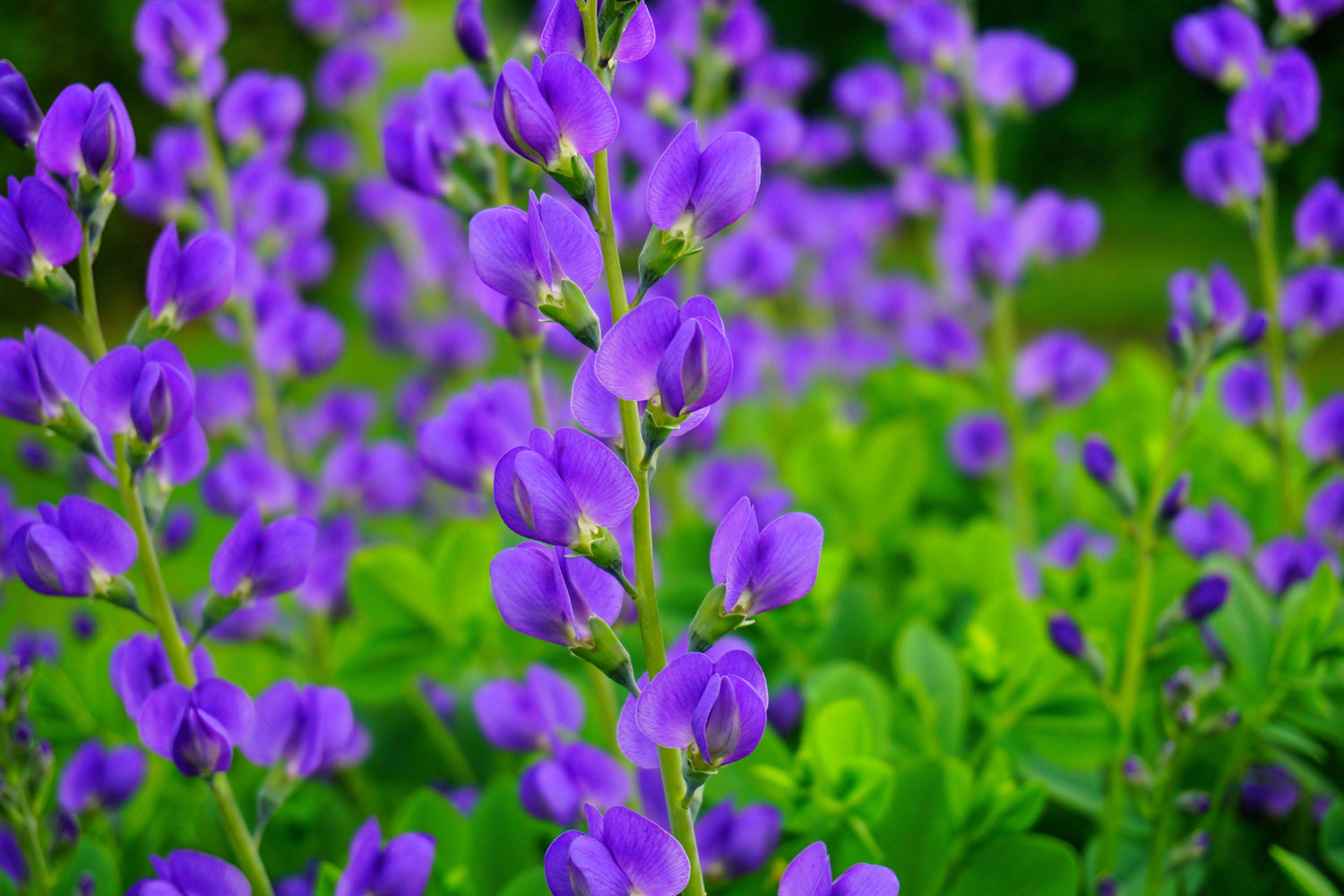 50 Semillas de flores BLUE WILD INDIGO (False Indigo) Baptisia Australis