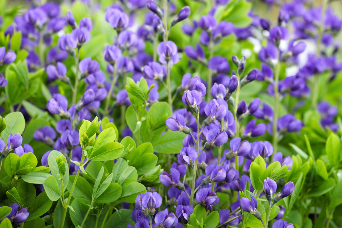 50 Semillas de flores BLUE WILD INDIGO (False Indigo) Baptisia Australis
