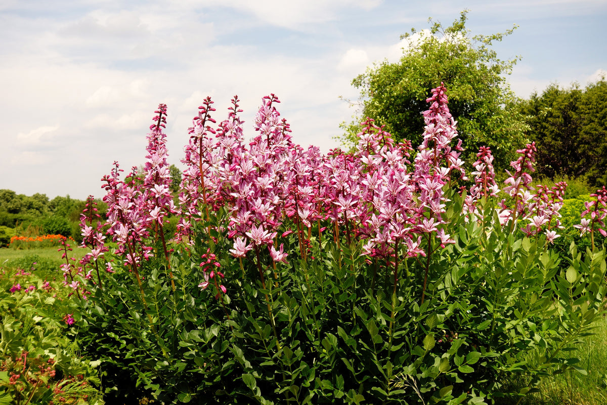 10 semillas de plantas de gas Dictamnus albus de colores mixtos, blanco, rojo, rosa y lila.