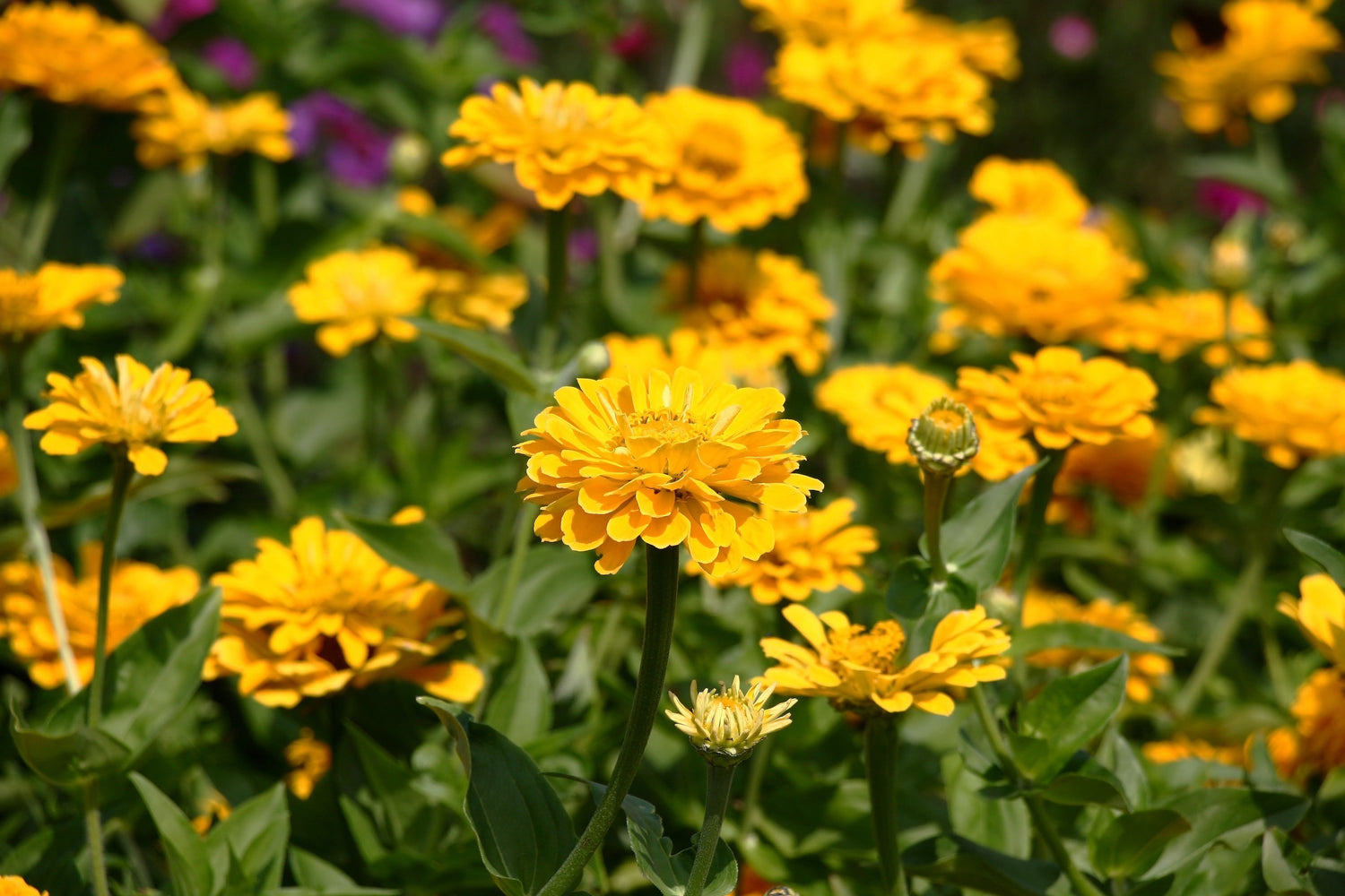 250 semillas de flores de ZINNIA Elegans amarillas
