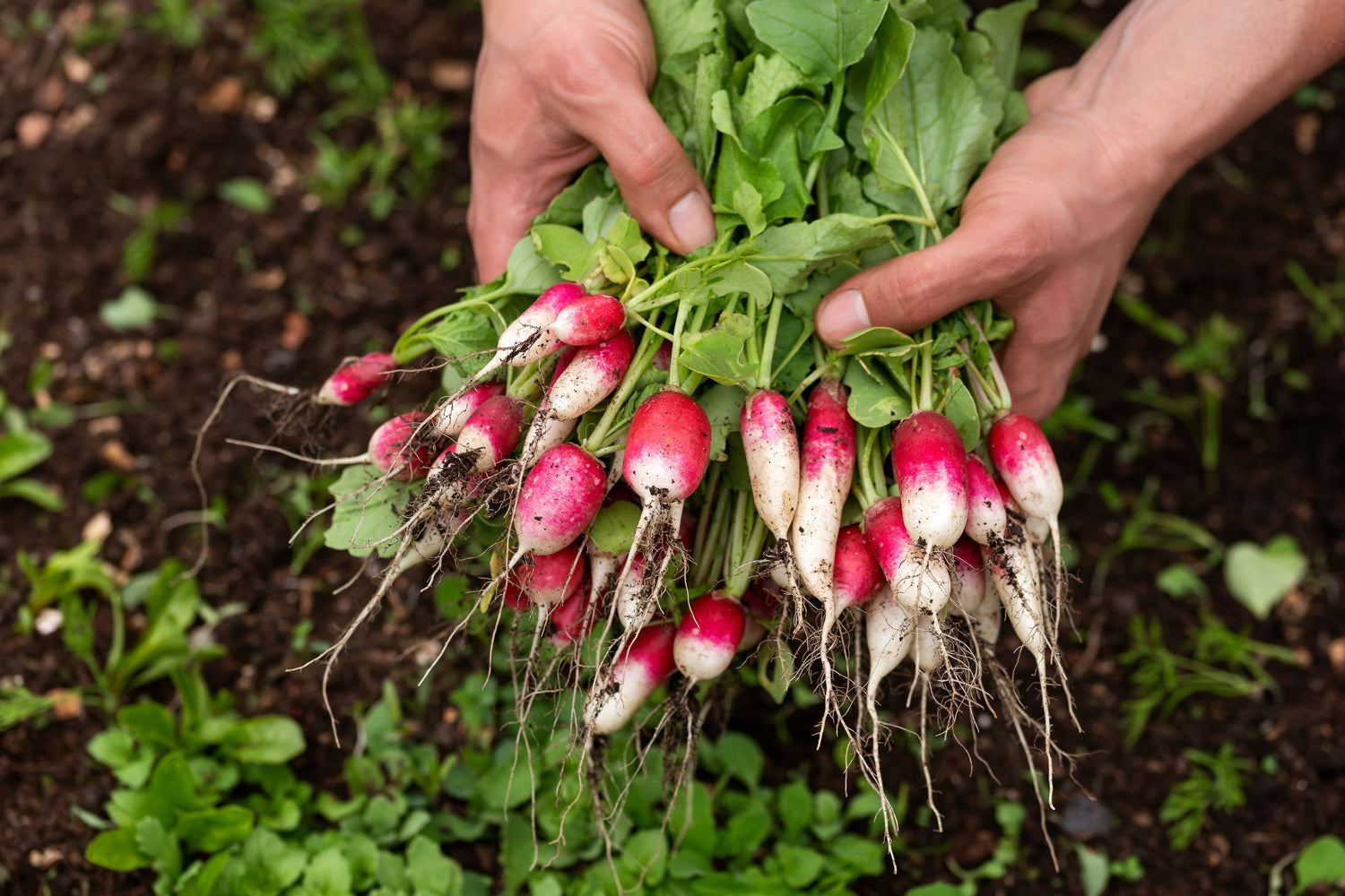 750 FRENCH BREAKFAST RADISH Raphanus Sativus Vegetable Seeds