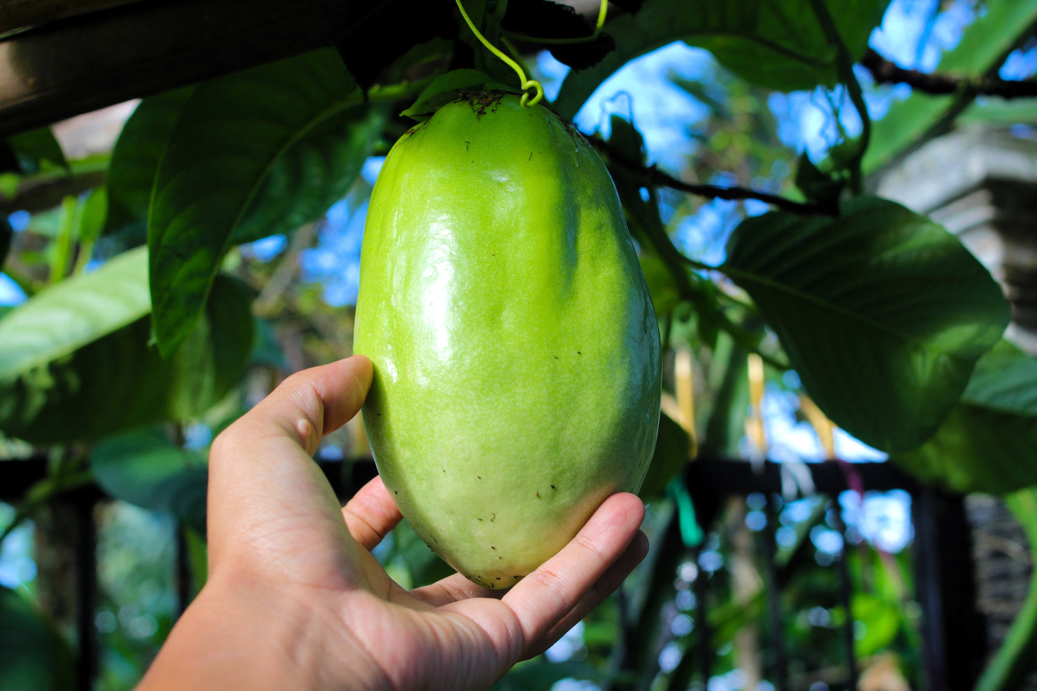 5 GRANADILLA GIGANTE Flor de la pasión roja Passiflora quadrangularis Semillas de vid de fruto amarillo