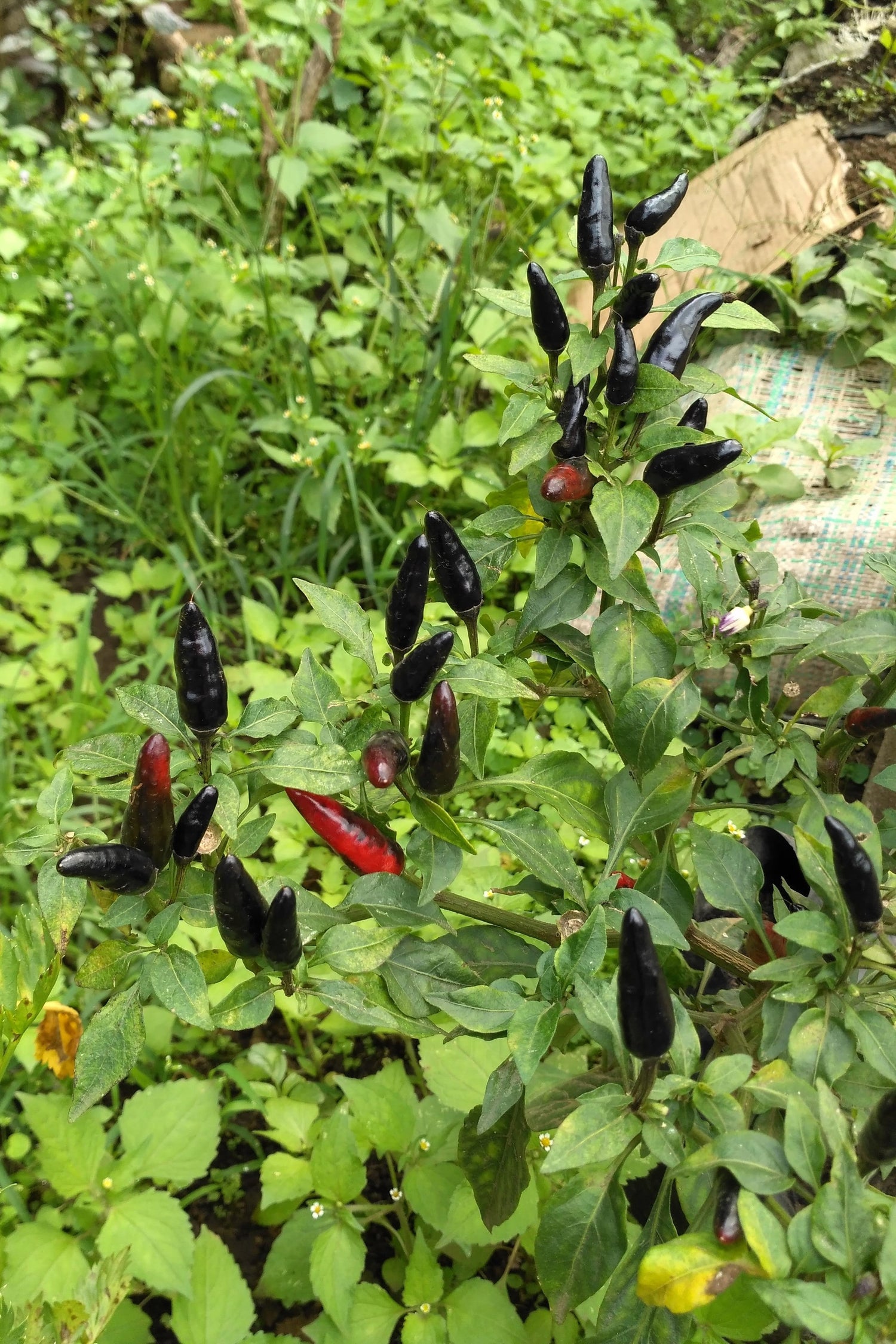25 PIMIENTA HÚNGARA NEGRA Capsicum Annuum Semillas de Verduras Ligeramente Picantes