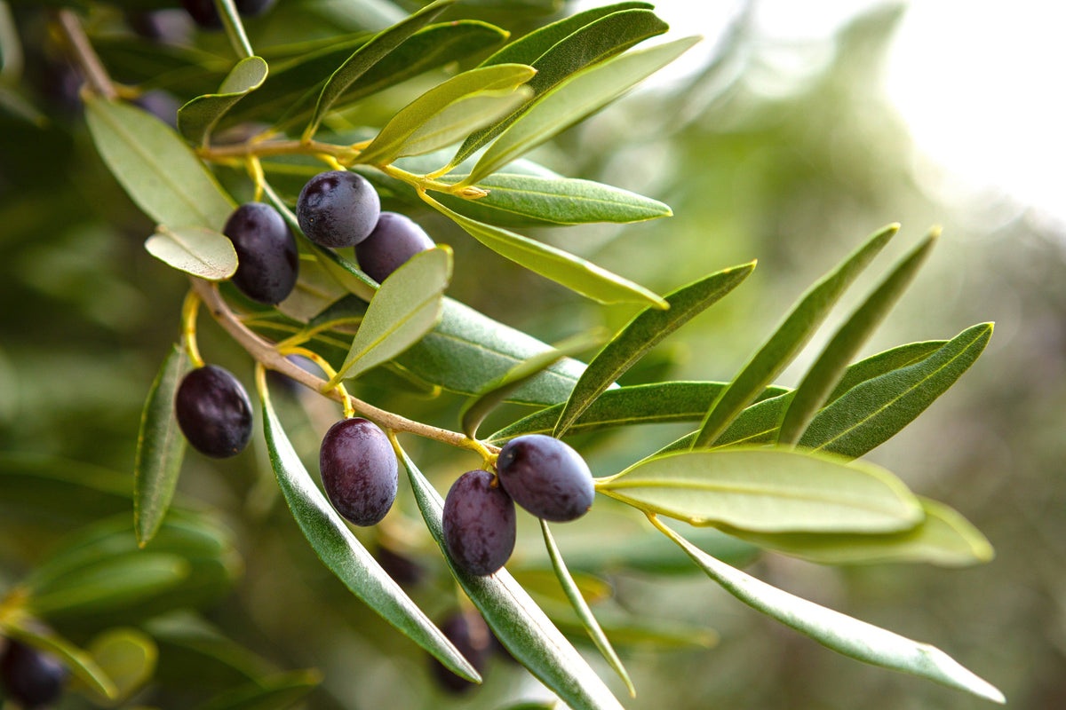 10 OLIVO CANINO Olea Europaea Canino Semilla de fruto verde negro común europeo comestible