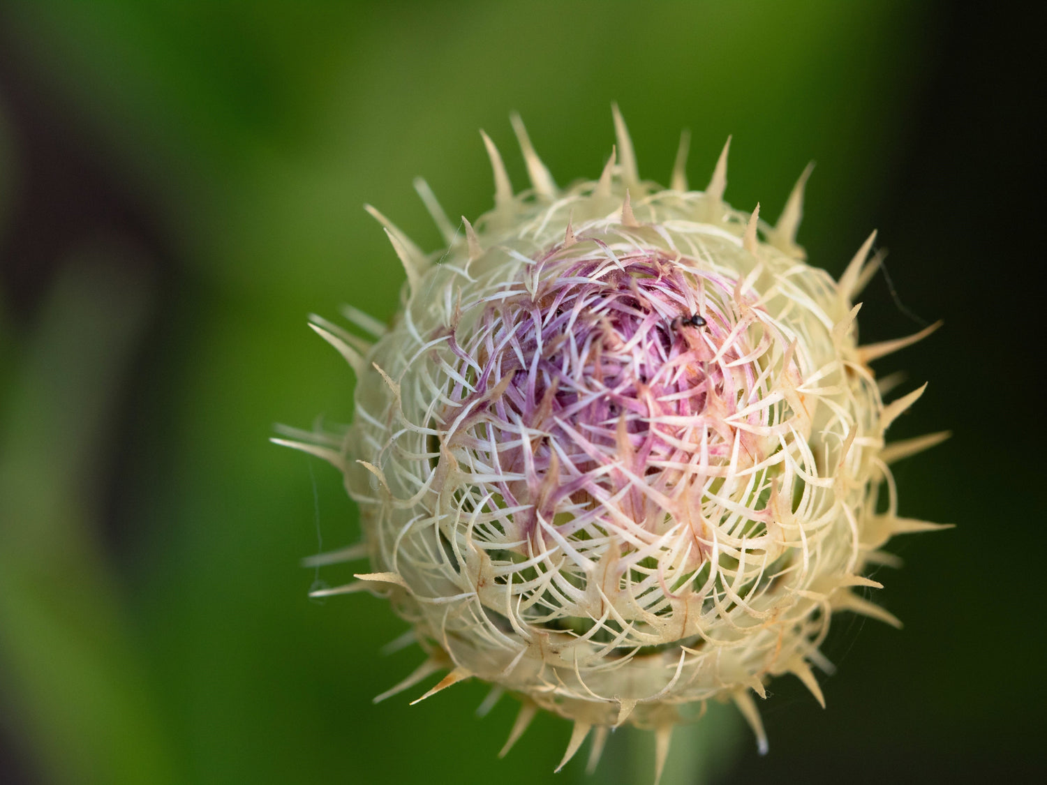 25 semillas de rosa americana (Centaurea aloha, flor de la estrella americana, flor de la cesta americana, cardo americano)