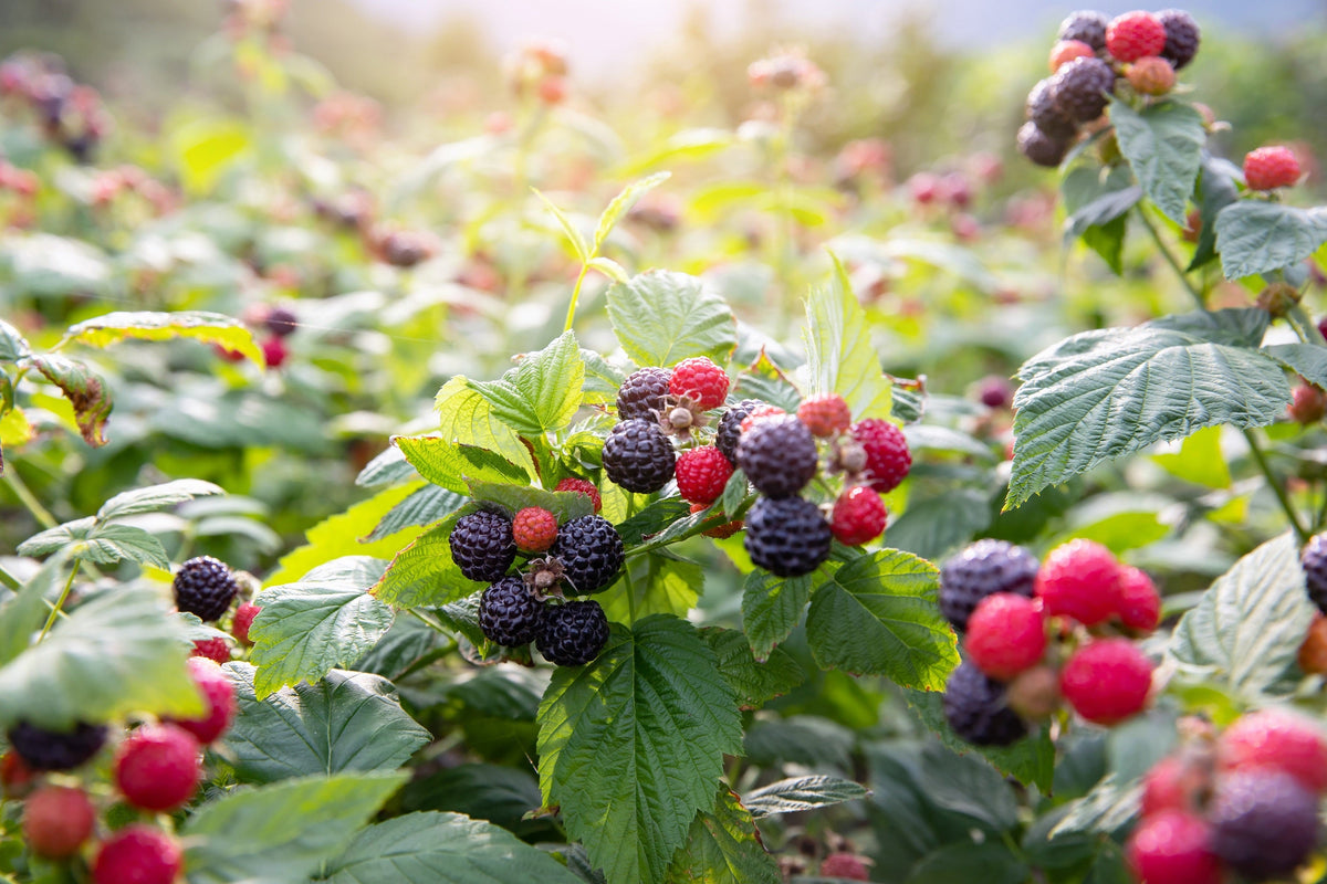 50 semillas de frambuesa negra (Rubus leucodermis)